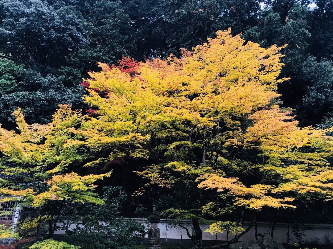 Sukyoji Temple - Takuanji Temple-丰冈市必去景点