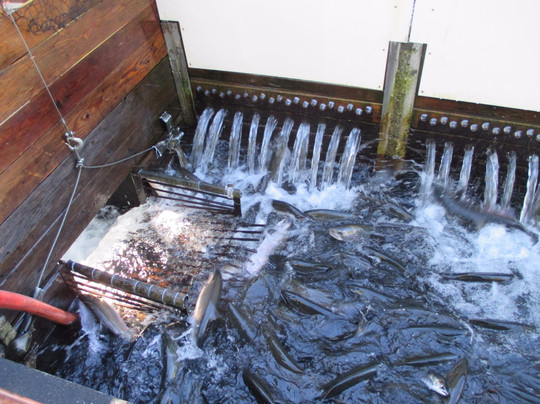 Quilcene National Fish Hatchery-Quilcene必去景点