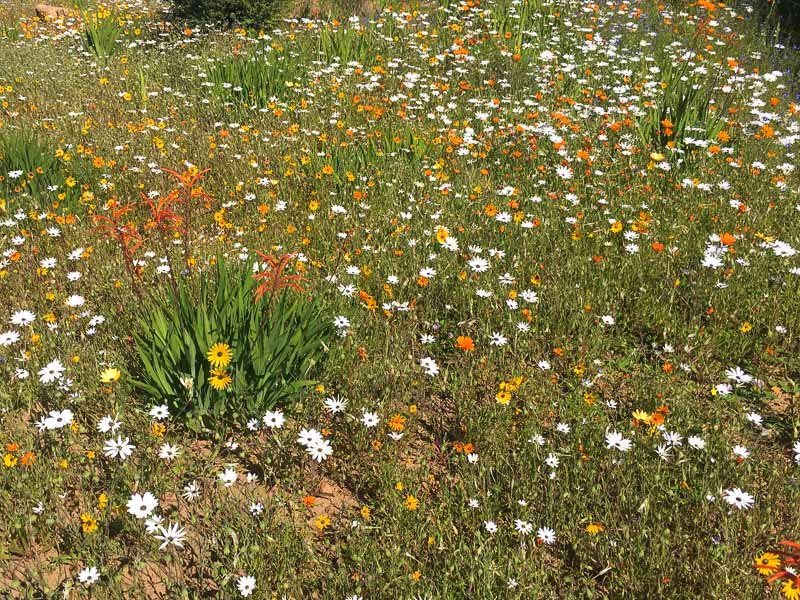 Ramskop Nature Reserve-克兰威廉必去景点