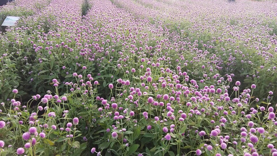 Nari Park-杨州市必去景点
