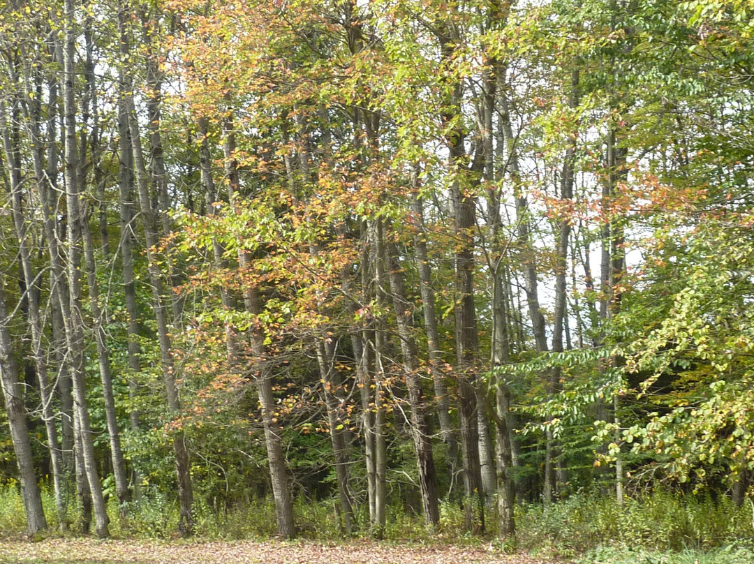Fairfax Stone State Park-William必去景点