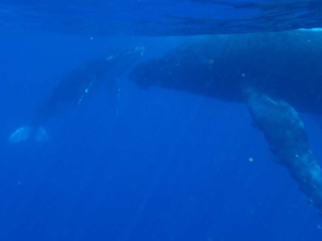 Whale Swim, Fish & Dive Tours-努库阿洛法必去景点