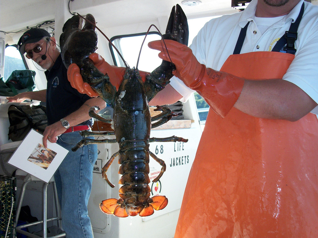 Bar Harbor Whale Watch Co.-巴港必去景点