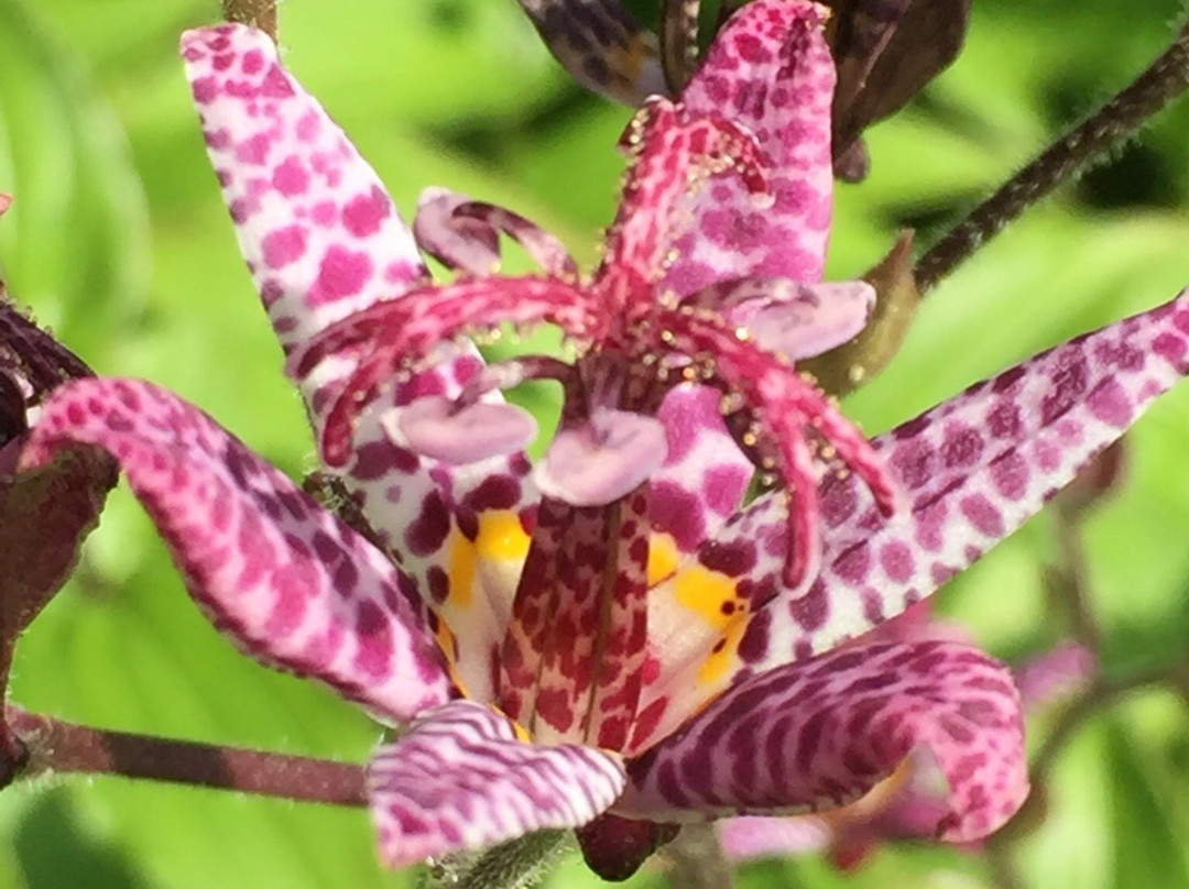 West Acre Gardens景点图片