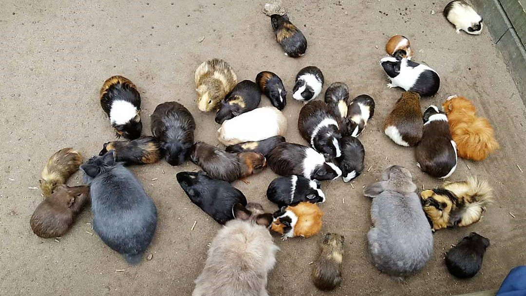 Solinger Vogel- und Tierpark景点图片