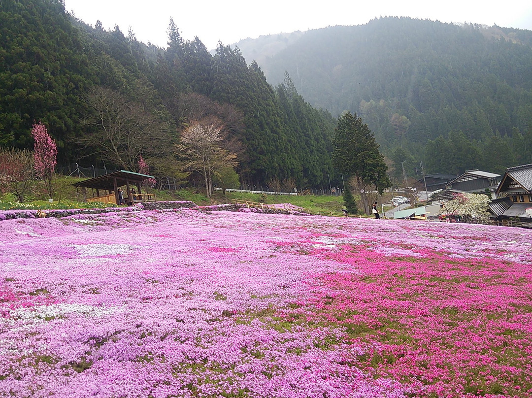 Moss Phlox of Kunita Family-郡上市必去景点
