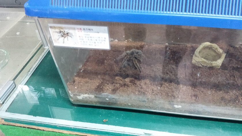 Jupil Spider Museum-南杨州市必去景点