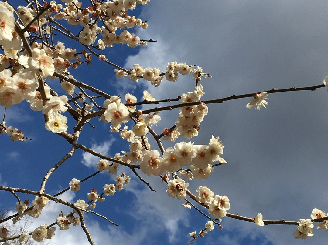Shuzen-ji Temple Plum Grove-伊豆市必去景点