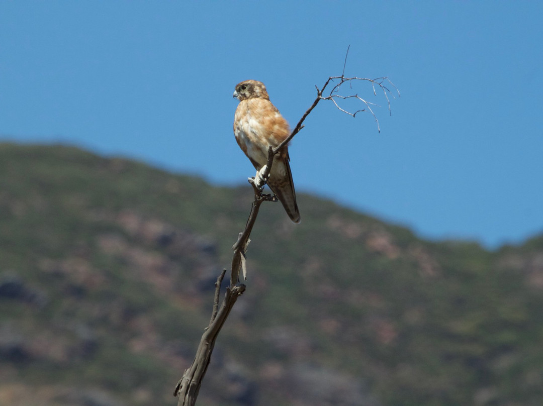 Follow That Bird-悉尼必去景点