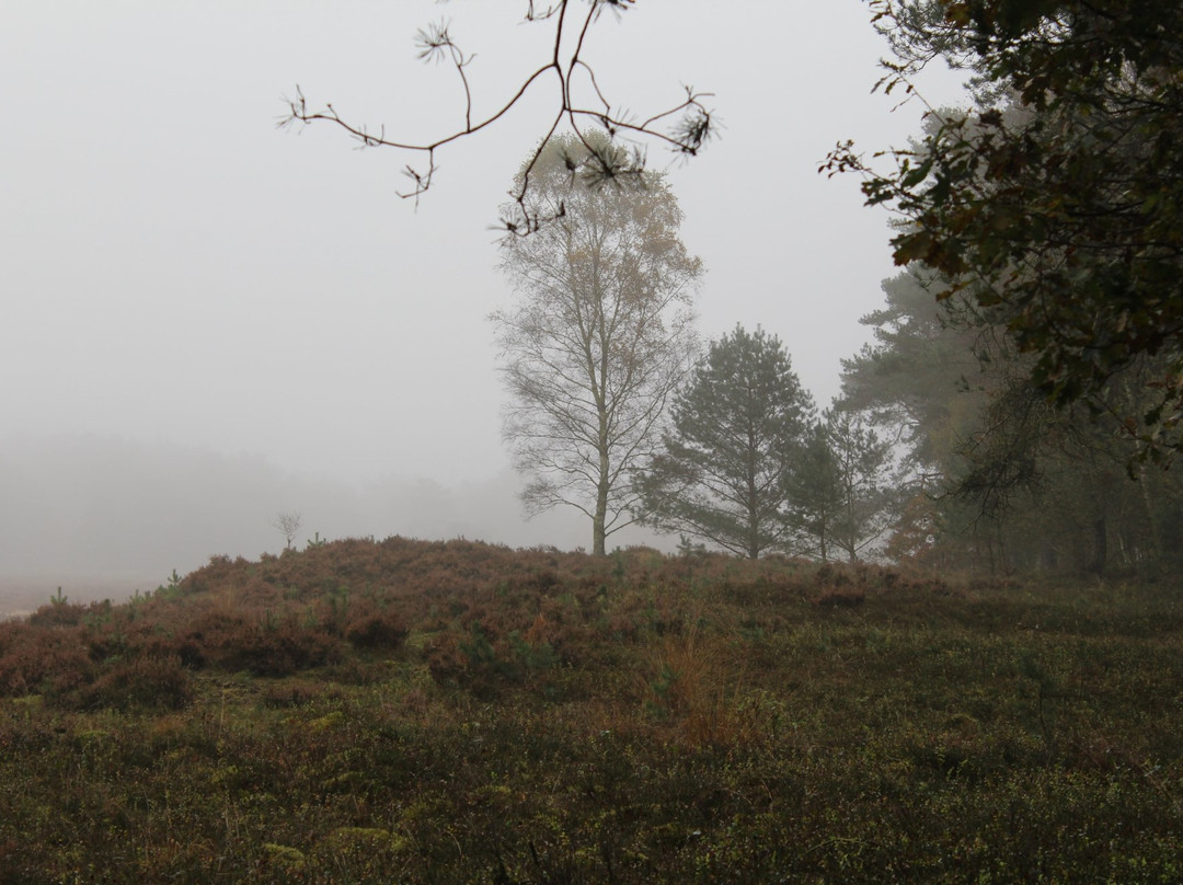 Natuurmonumenten-route Planken Wambuis景点图片