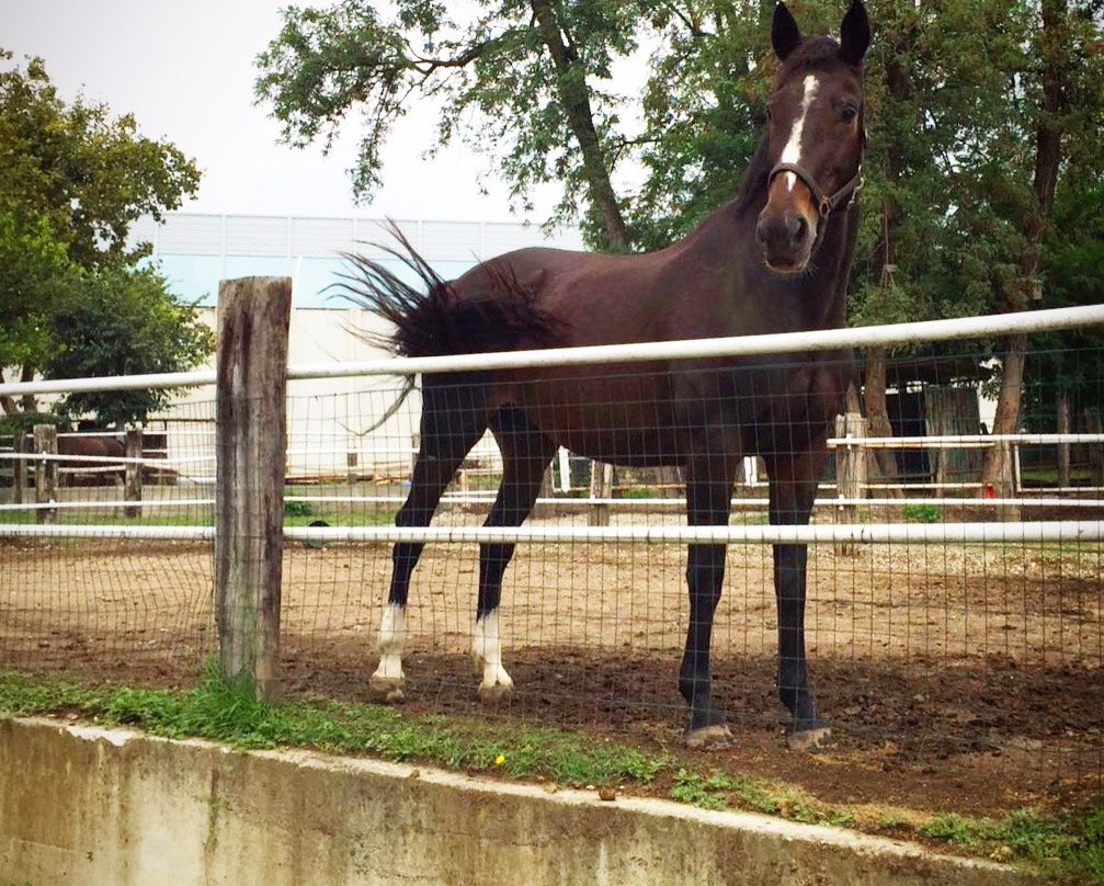 Scuderia Crazy Jumping-Grezzago必去景点