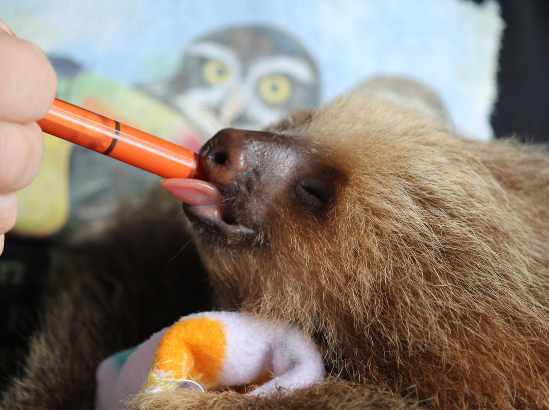 Toucan Rescue Ranch景点图片