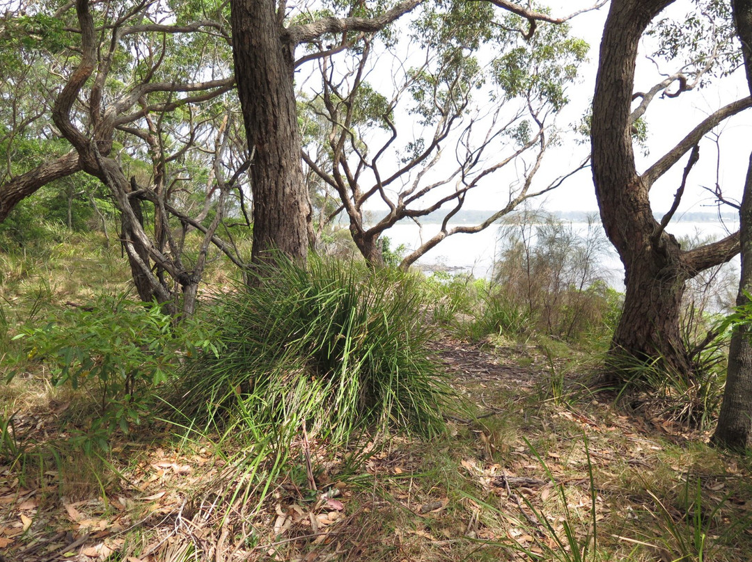 Broulee Island Walk景点图片