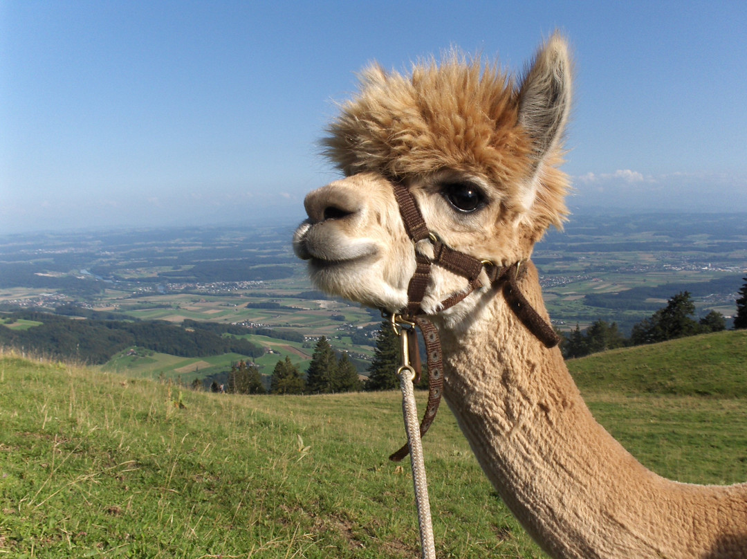 Alpaka Trekking on the Mountain