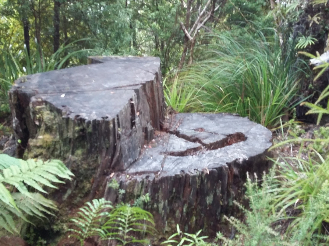 Karaka Waiotahi track景点图片