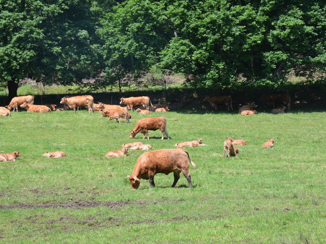 Laacher See-Glees必去景点