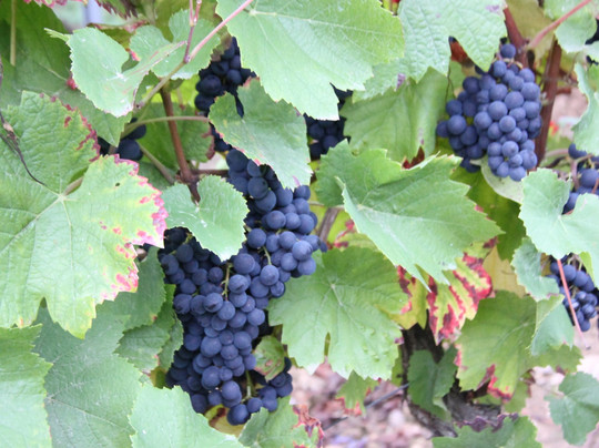 Weingut Magdalenenhof-吕德斯海姆必去景点