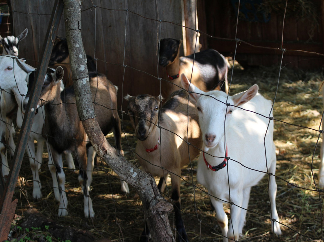 Caromont Farm-Esmont必去景点