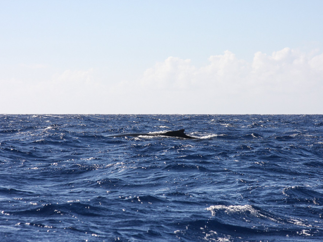 Scubatek Tahiti景点图片
