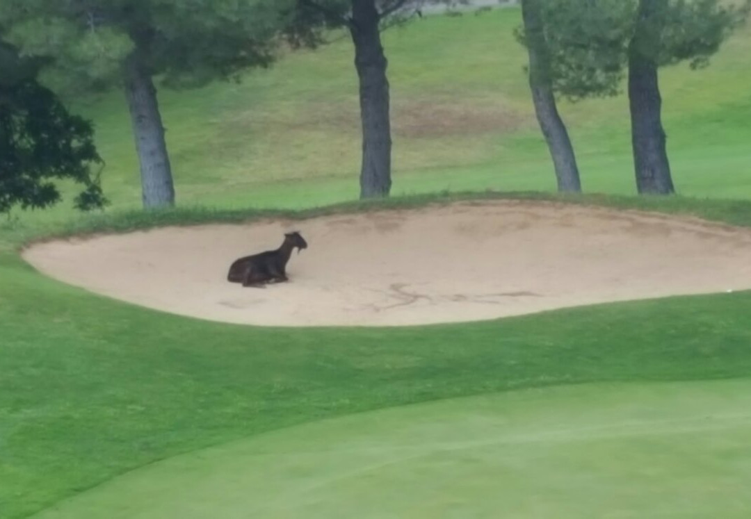 Golf Son Termes景点图片