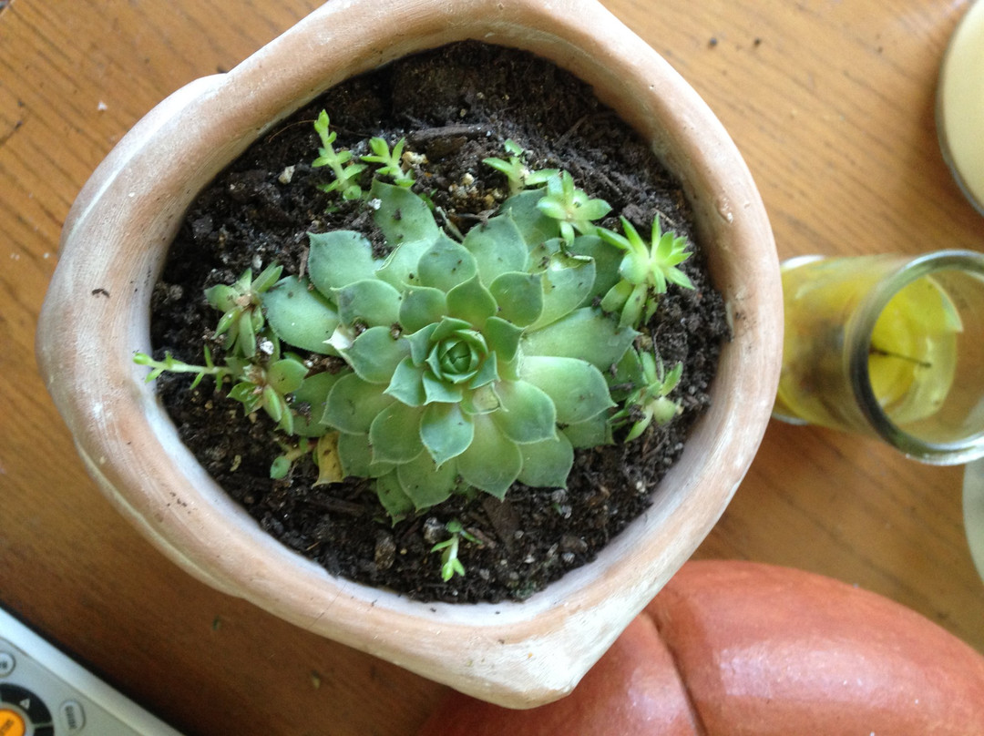 Bloomington Community Farmers Market-布卢明顿必去景点