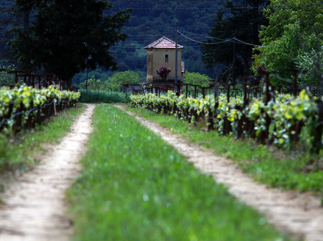 Troupis Winery景点图片