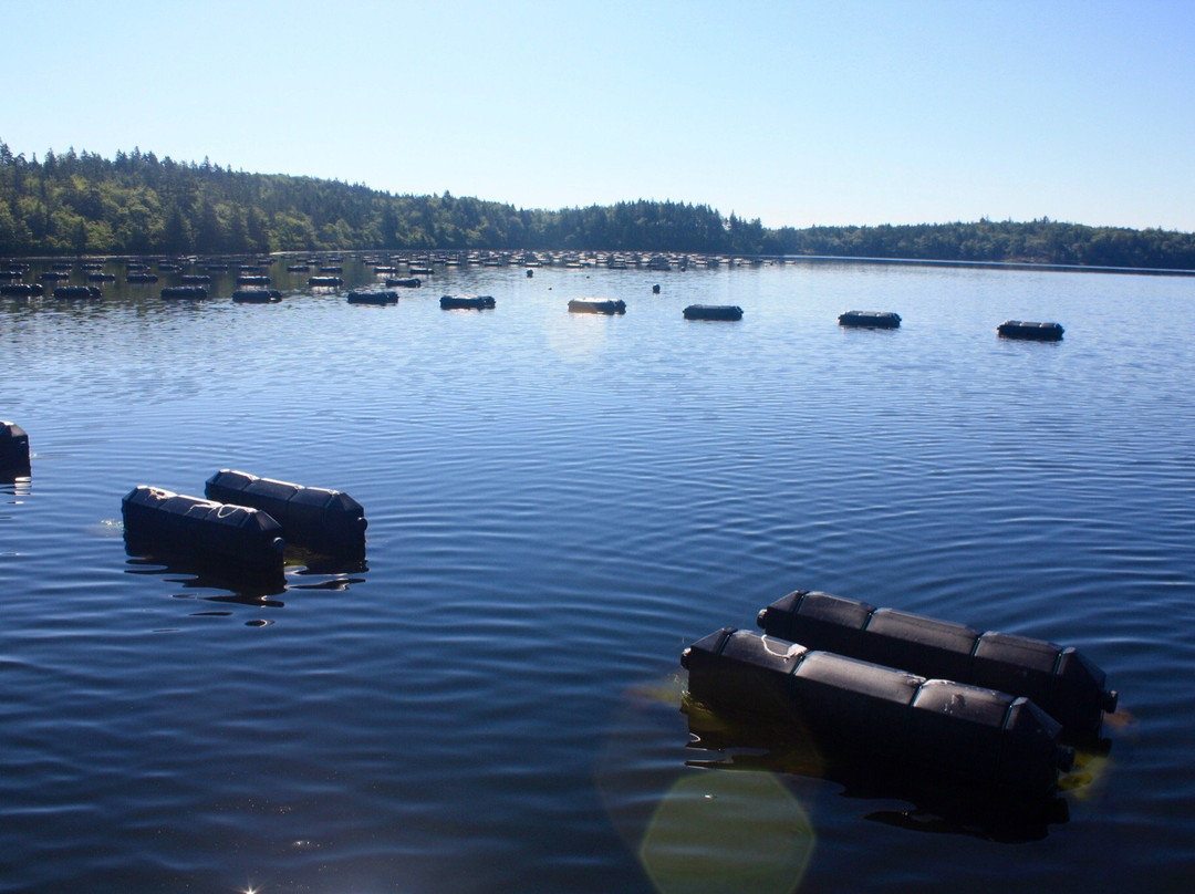 Eel Lake Oyster Farm-Yarmouth必去景点
