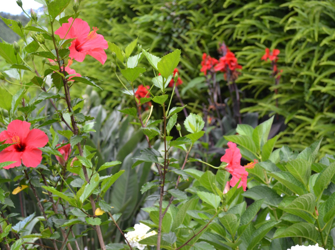 Garden of Quinta Do Moinho-Nordeste必去景点