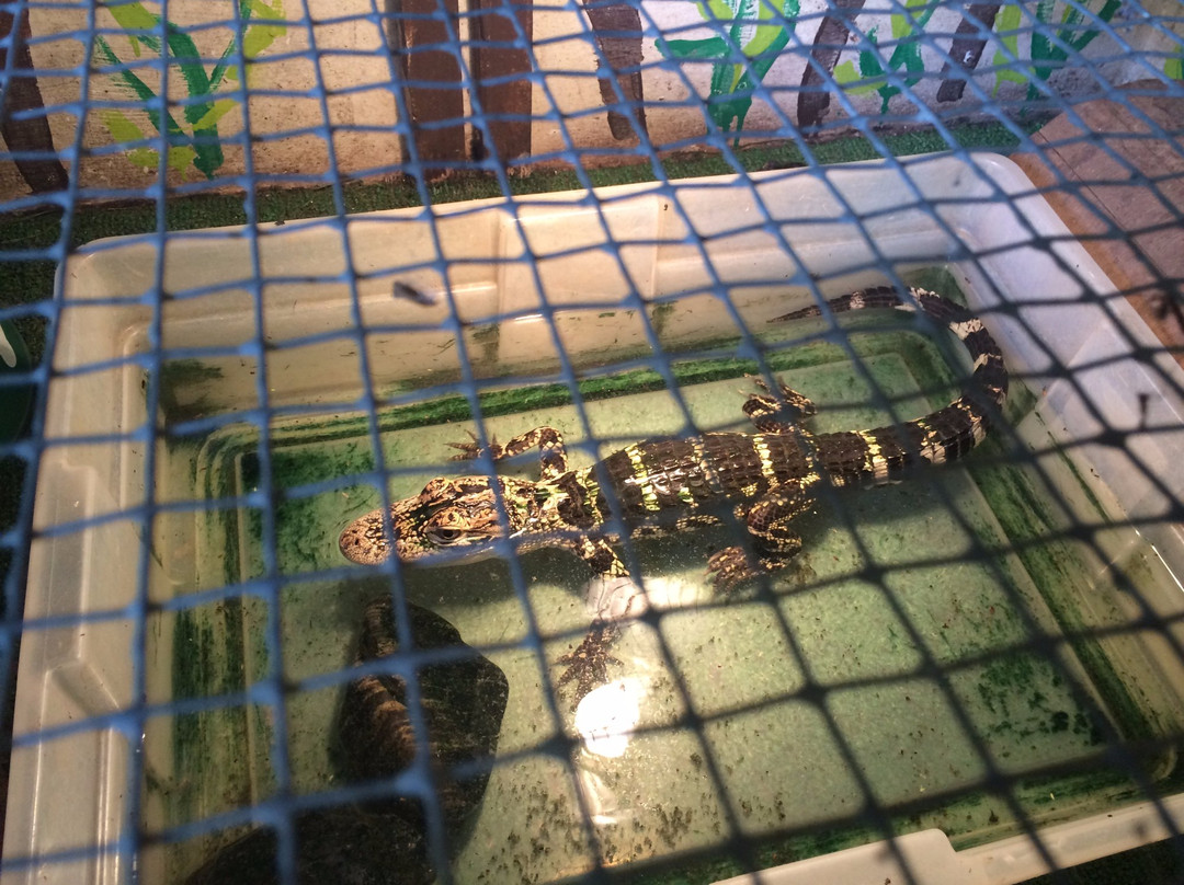 Uncle Donald's Farm-Lady Lake必去景点