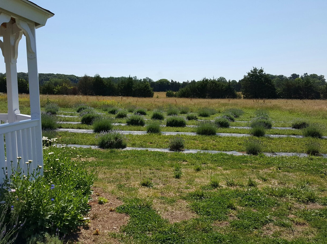 Seven Oaks Lavender Farm-Catlett必去景点