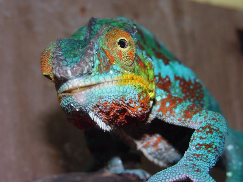 Reptilarium du Larzac景点图片