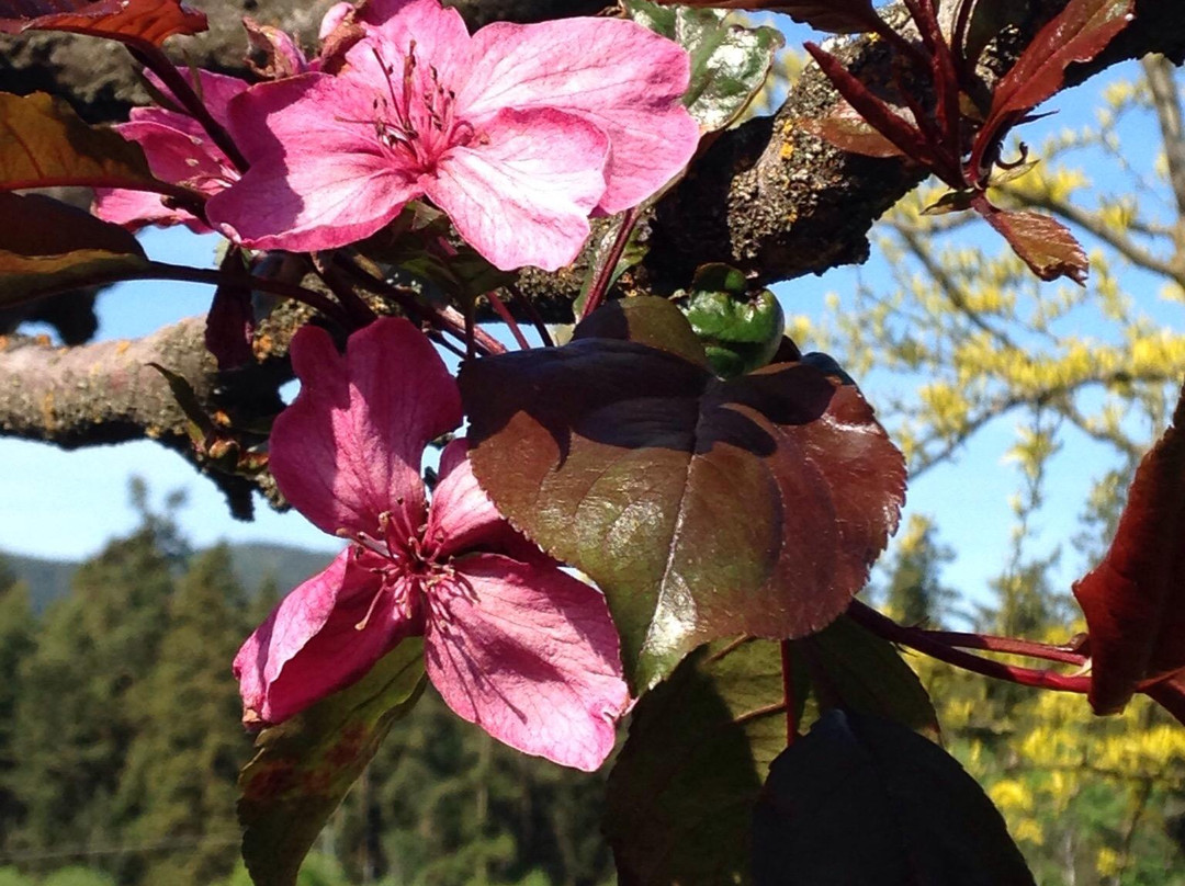 Schubert Estate Bed & Breakfast主图