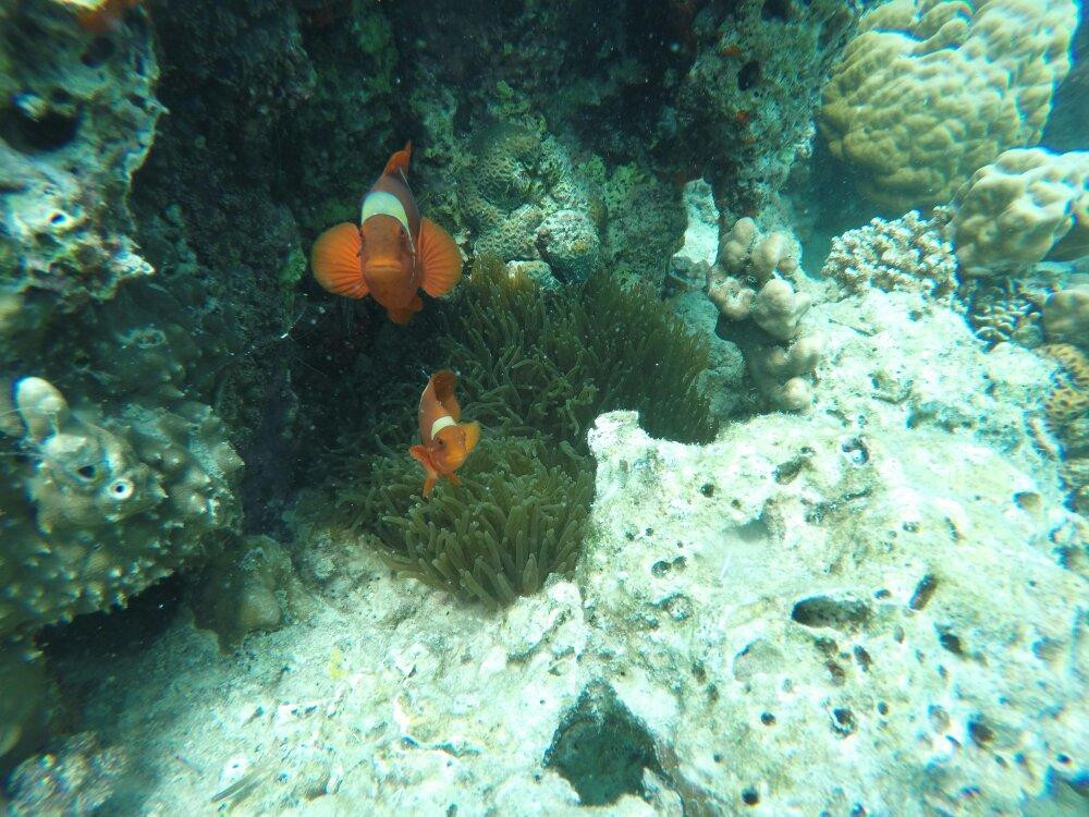 Giant Clam Sanctuary景点图片
