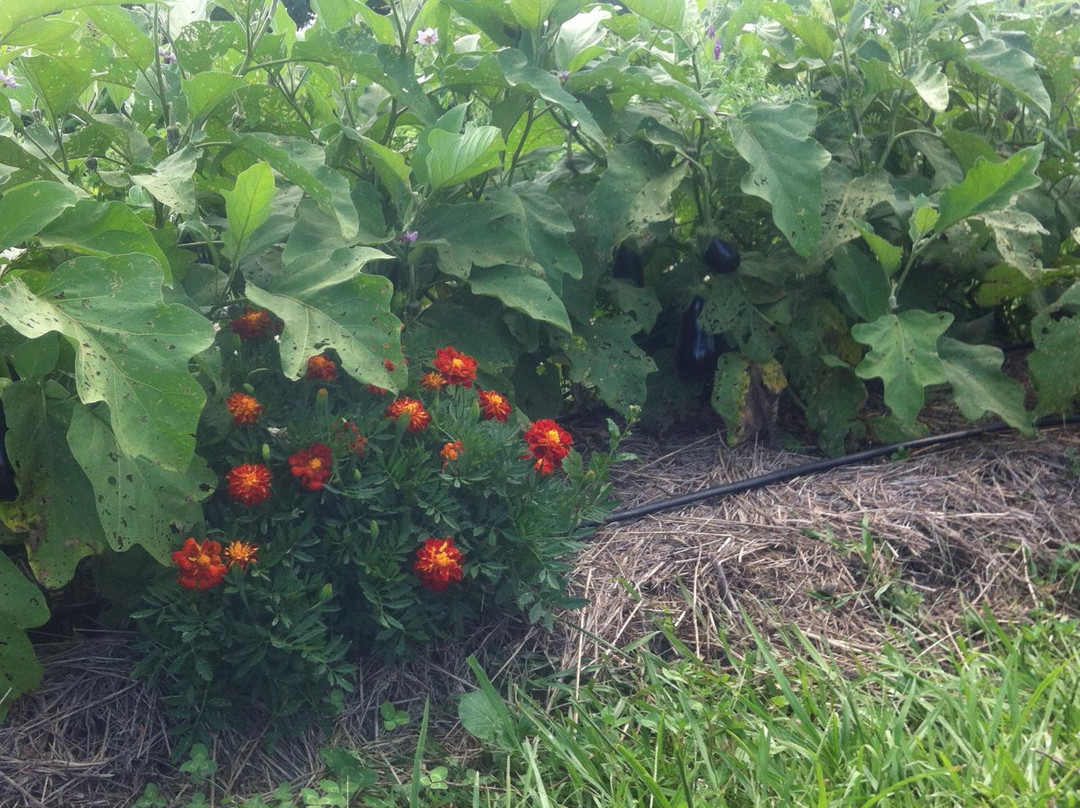 Mullumbimby Community Gardens景点图片