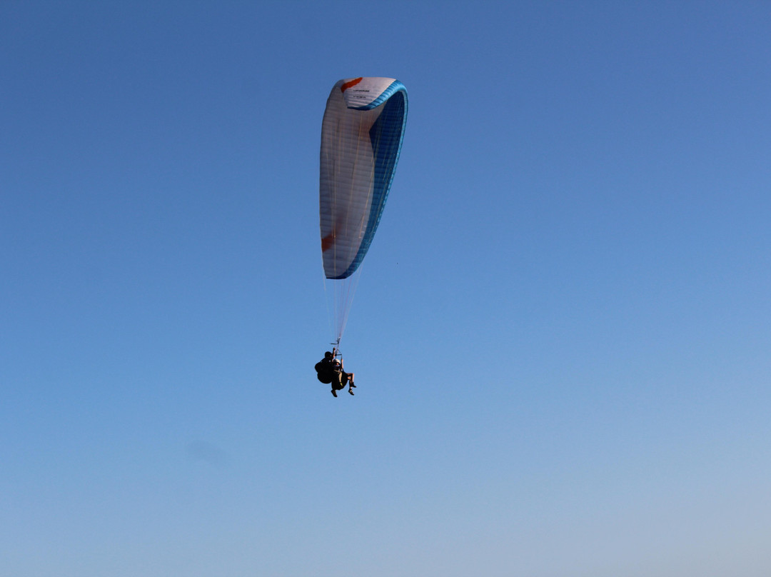 Dolphin Paragliding景点图片