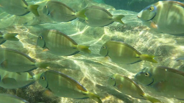 Ocean Escape Puerto Rico-吕康必去景点