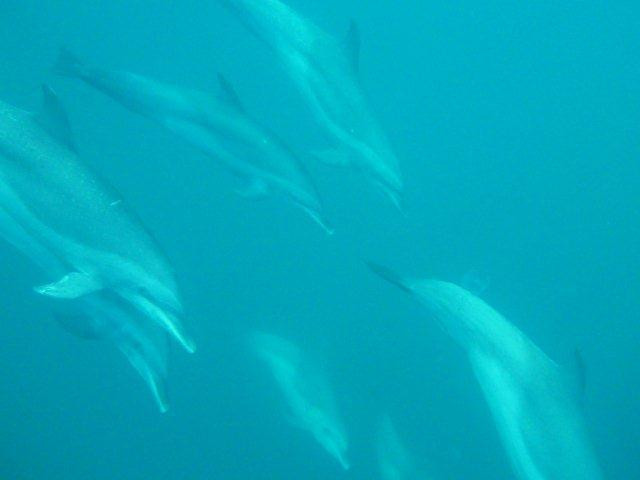 Whale and Dolphin Wisdom Retreats-Contadora Island必去景点