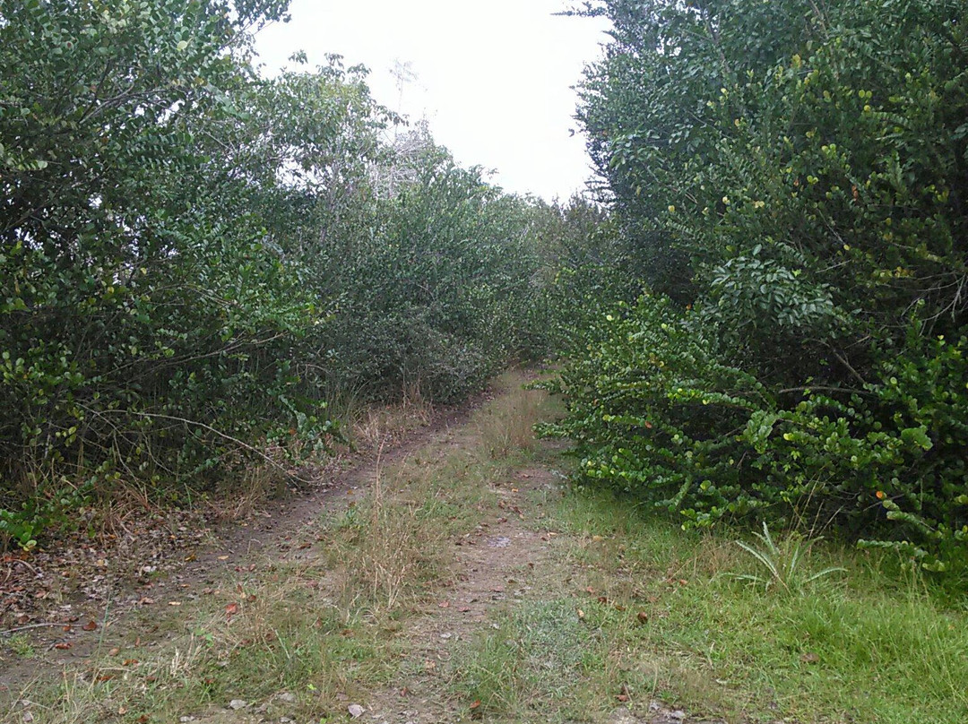 Old Ingraham Highway-大沼泽国家公园必去景点