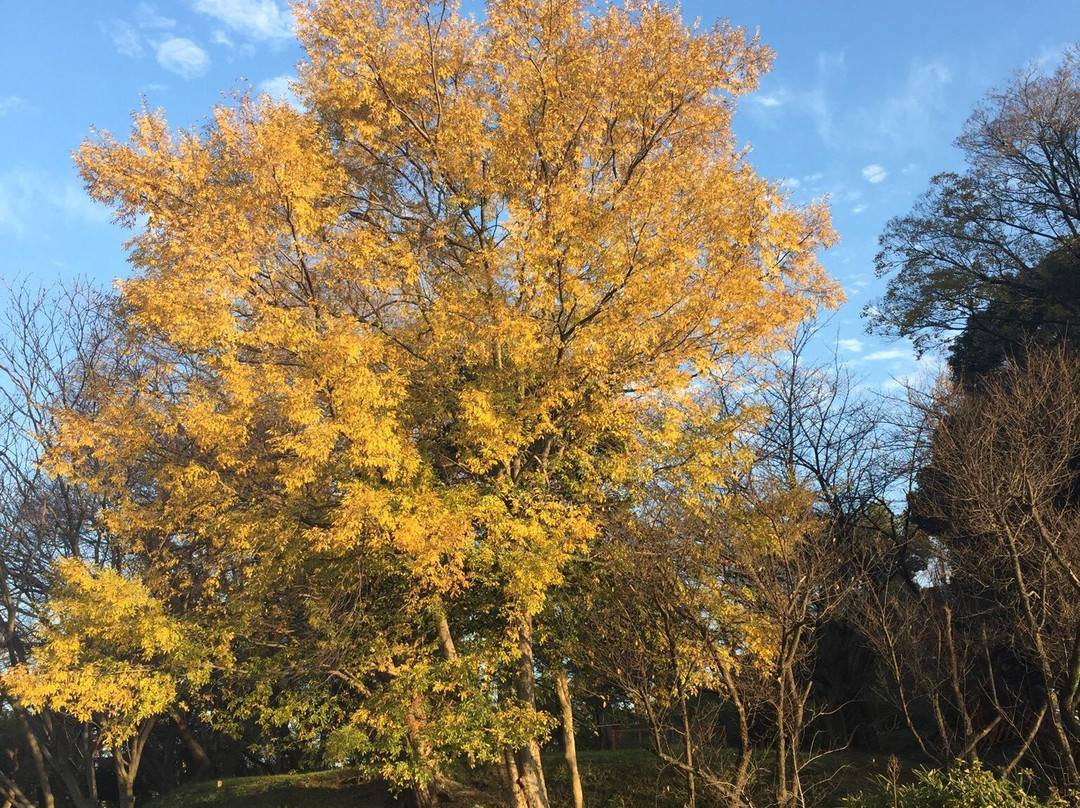 Tsudoshiroyama Ancient Tomb-藤井寺市必去景点