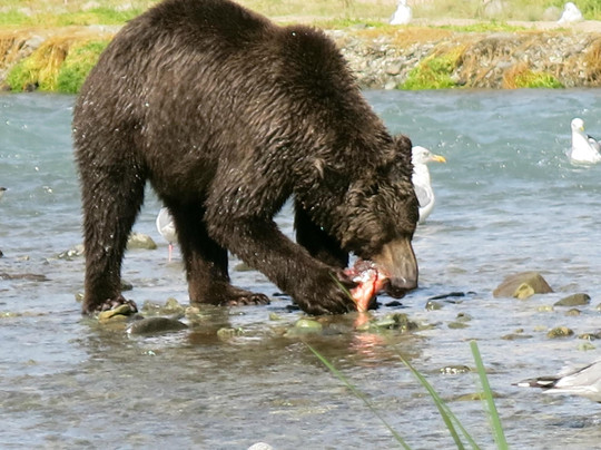 Harvey Flying Service-科迪亚克岛必去景点