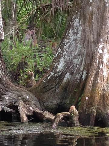 Ray Wayside Park-Silver Springs必去景点