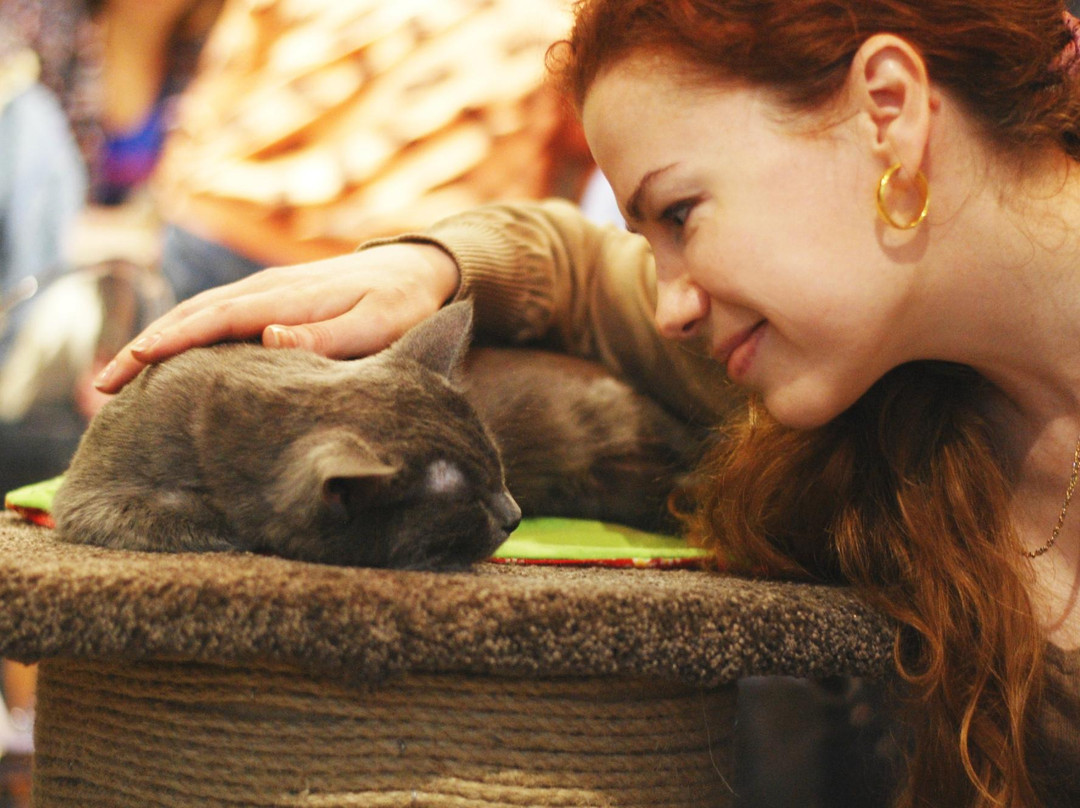 Catcafe Cats & People-莫斯科必去景点