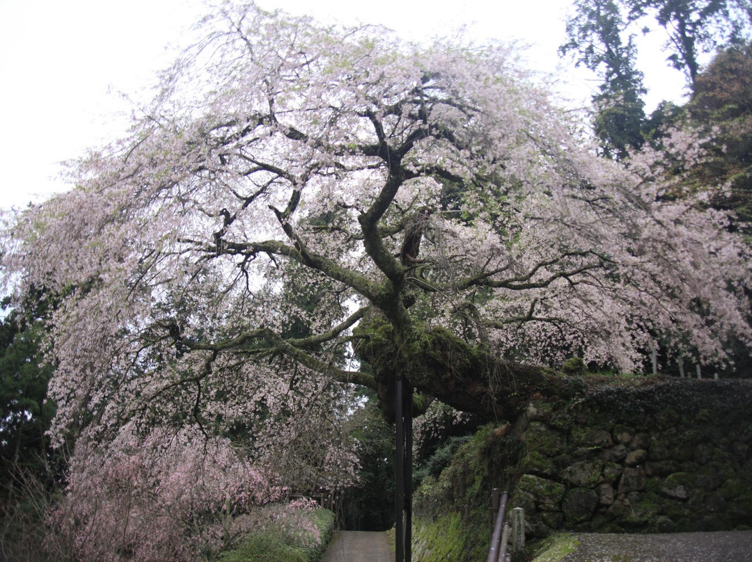 Takikura Shrine景点图片