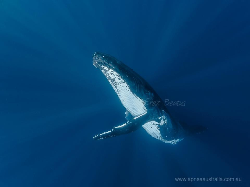 Apnea Australia景点图片