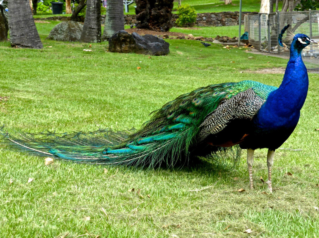 麦金托什岛公园-冲浪者天堂必去景点