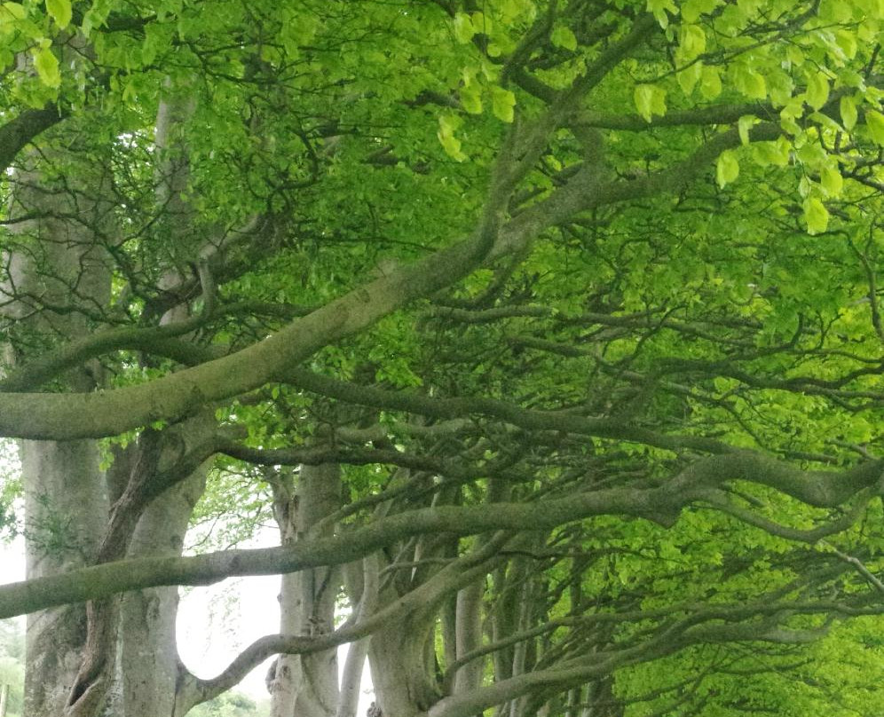 Draycott Sleights Nature Reserve景点图片