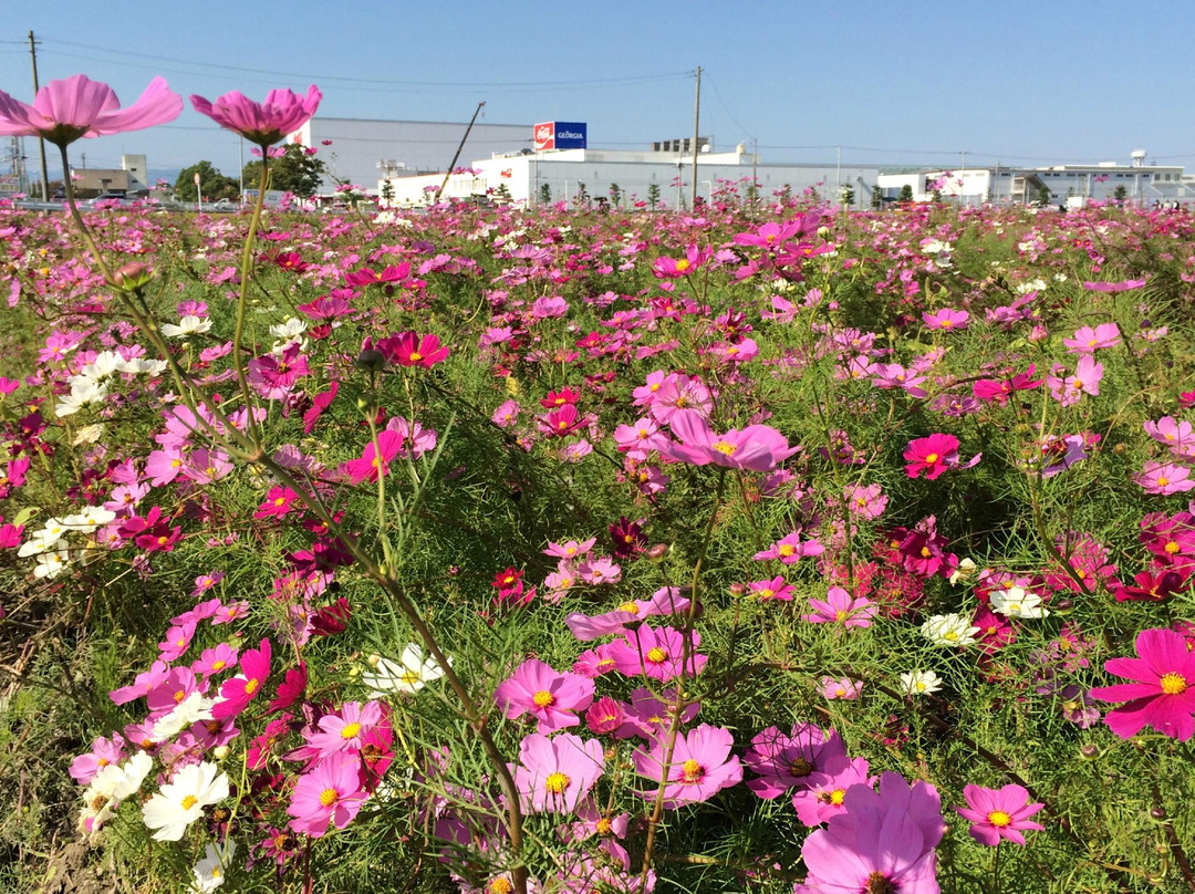 Michi-no-Eki Ichigo no Sato Yoshimi