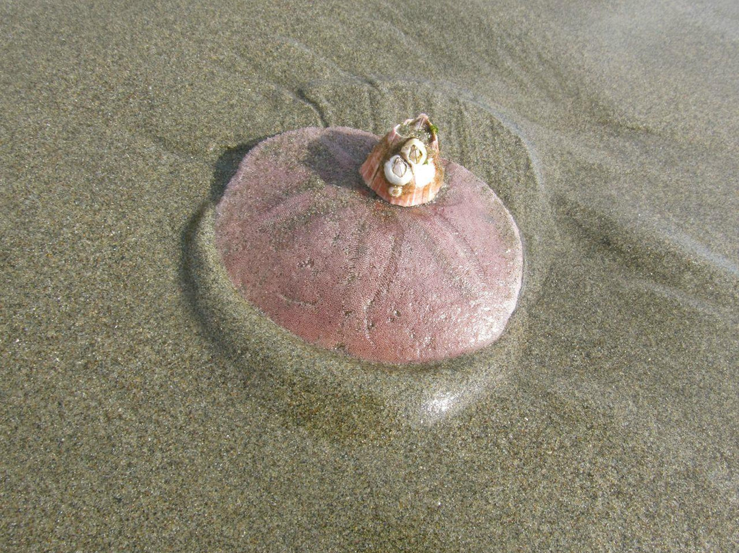 Thornton Beach State Park-戴利城必去景点