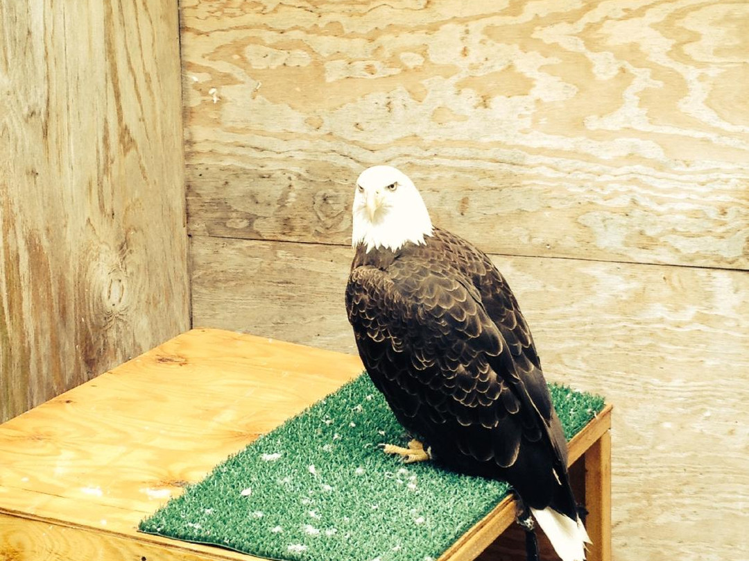 The Raptor Center-圣保罗必去景点