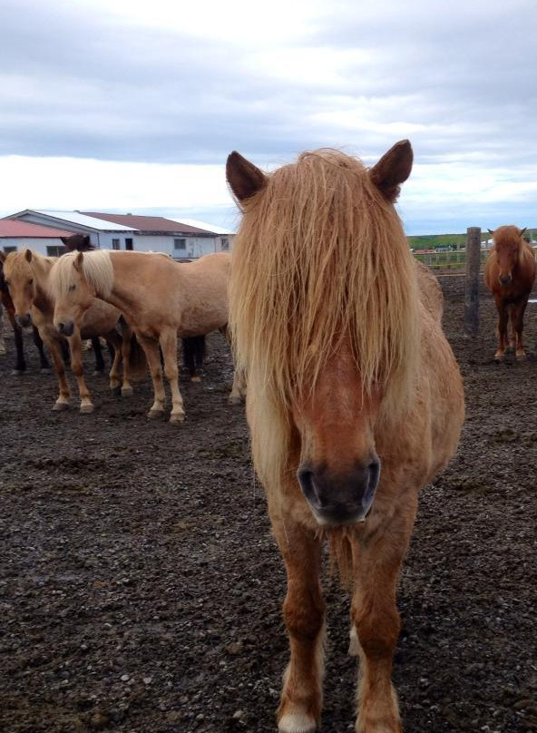 Galsi Horse Rental-Blonduos必去景点